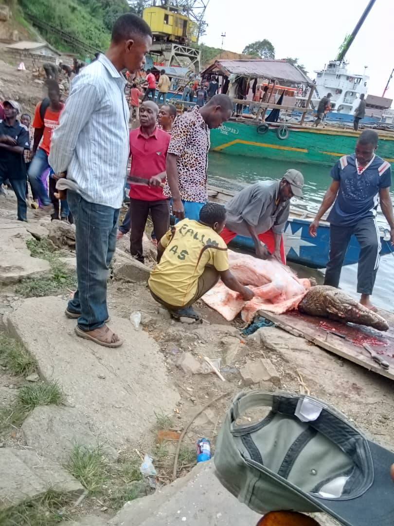 Kalemie : un autre crocodile attrapé ce samedi dans le nord de Bilila