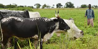 Kalemie: les bovins, grands prédateurs des champs à Mtoa, les cultivateurs alertent sur le risque d’un conflit avec les pasteurs