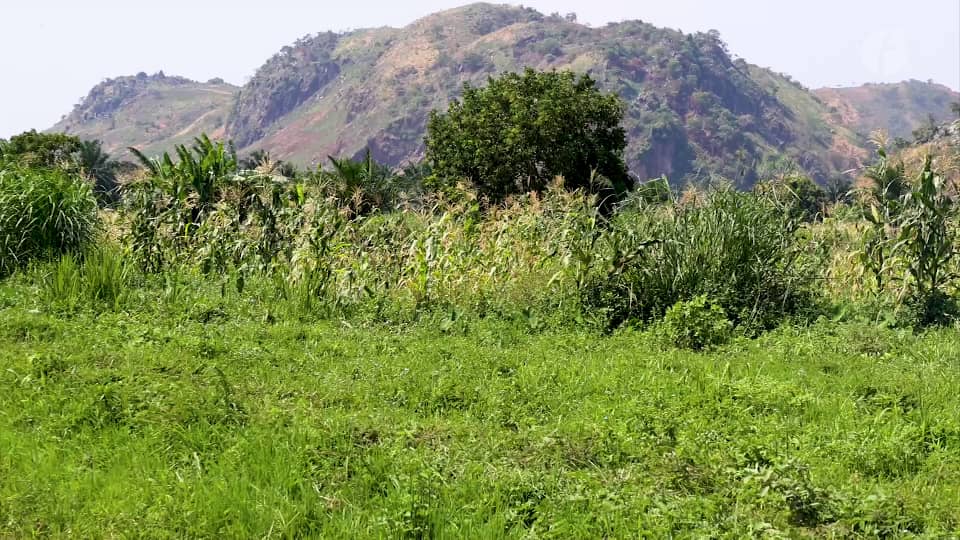 Kalemie:  les agriculteurs victimes d’extorsion de concessions à Tundwa